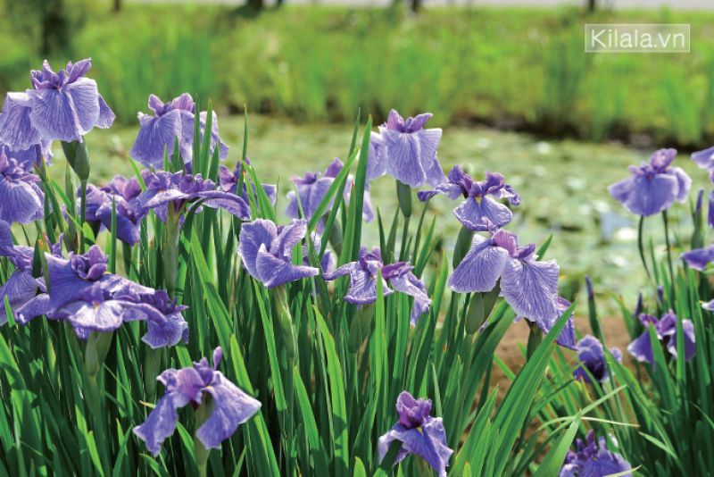 tắm đẹp da với lá diên vĩ